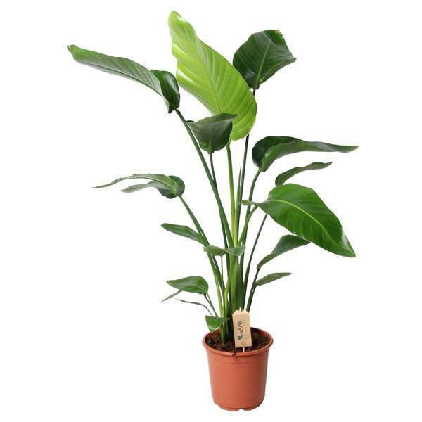 Baum – Strelitzie – Strelitzia Nicolai – Zimmerpflanze – Ø21cm – ↕100cm – Weiße Paradiesvogelblume – Plant