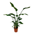 Strelitzia Nicolai – Baum – Strelitzie – Ø21cm – ↕120cm – Exotische Zimmerpflanze – XXL Bananenblatt – Optik – Für Wohnzimmer & Büro – Plant