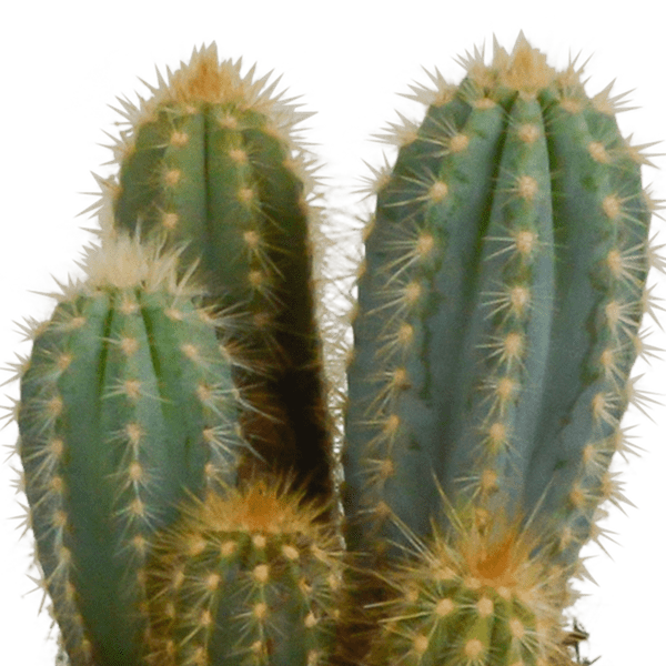 Cereus Mix – 3Zimmerpflanzen – Ø10,5cm – Verschiedene Säulen – & Stabkakteen im weißen Topf – Pflegeleichte Kakteen für Fensterbank, Büro & Wohnzimmer – Plant