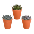 Echeveria Mix – Steinrose 3 Pflanzen – Ø8,5cm Zimmerpflanzen im Terrakotta – Topf – Verschiedene farbige Sukkulenten – Pflegeleichte Mini – Plant