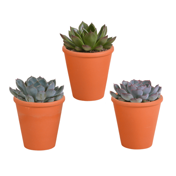 Echeveria Mix – Steinrose 3 Pflanzen – Ø8,5cm Zimmerpflanzen im Terrakotta – Topf – Verschiedene farbige Sukkulenten – Pflegeleichte Mini – Plant