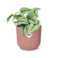 Efeutute Scindapsus Pictus Trebie Zimmerpflanze Ø12cm Ø14cm – pflegeleichte Grünpflanze für Wohnzimmer, Büro & helle Standorte kaufen – Plant