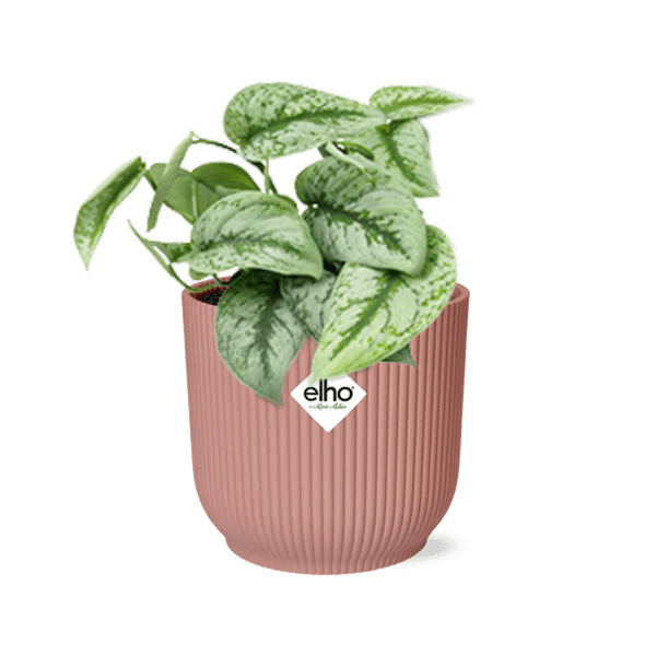 Efeutute Scindapsus Pictus Trebie Zimmerpflanze Ø12cm Ø14cm – pflegeleichte Grünpflanze für Wohnzimmer, Büro & helle Standorte kaufen – Plant