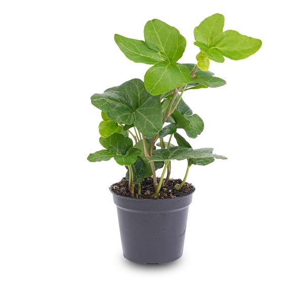 Hedera Helix – Gemeiner Efeu – Zimmerpflanze – Ø6cm – Terrarienpflanze – Kletterpflanze mit dichtem Blattwuchs – Pflegeleicht & Winterhart – Plant