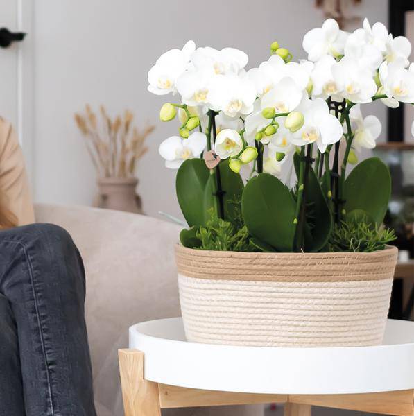 Schilfkorbschale Weiß – Ø30cm – Weidentopf aus Baumwollgeflecht – Handgefertigt – Für Orchideen & Grünpflanzen – Natur – Look mit weißen Details – Plant
