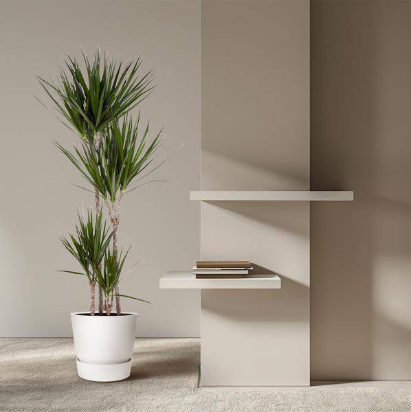 Drachenbaum Zimmerpflanze Ø27cm ↕160cm mit dekorativem Übertopf – pflegeleichte Grünpflanze für Wohnzimmer, Büro & helle Standorte kaufen – Plant