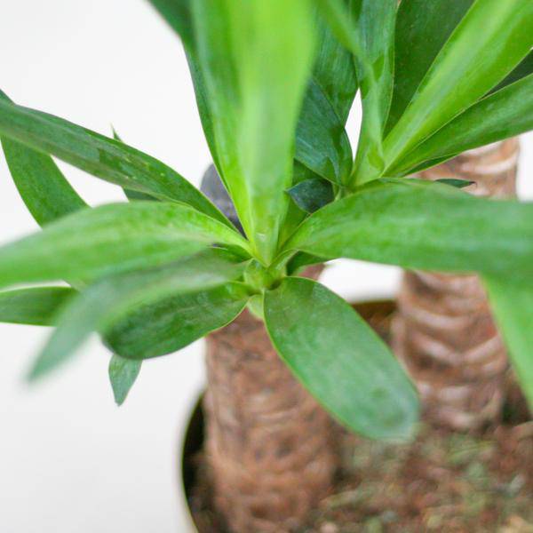 Yucca Elephantipes – Riesen – Palmlilie – Zimmerpflanze – 90cm hoch – Ø21cm – inkl. Naturkorb – pflegeleicht, robust, dekorativ – Plant