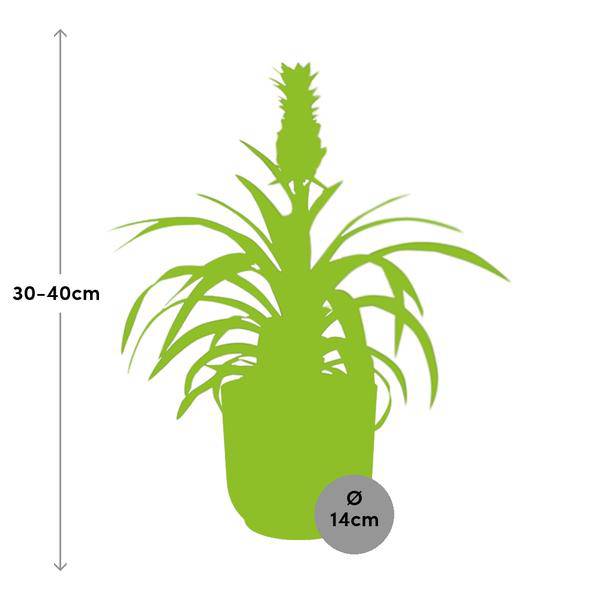 Ananaspflanze Ananas Mi Amigo Zimmerpflanze Ø14cm – pflegeleichte Grünpflanze für Wohnzimmer, Büro & helle Standorte kaufen – Plant