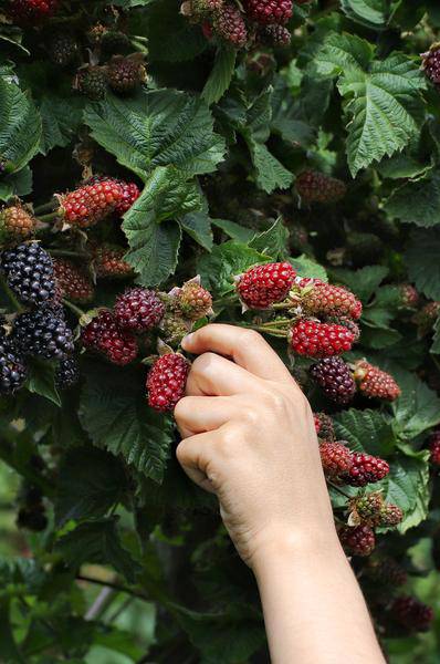 Dornenlose Bio Brombeere – Rubus fruticosus ‘Dornenlos Immergrün’ – Ø13cm – ca. 45cm hoch – Süße & vitaminreiche Früchte – winterharte Kletterpflanze – Plant