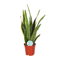 Bogenhanf Sansevieria trifasciata Laurentii Zimmerpflanze Ø17cm ↕60cm – pflegeleichte Grünpflanze für Wohnzimmer, Büro & helle Standorte kaufen – Plant