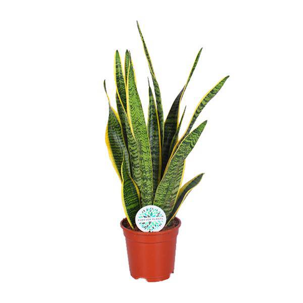 Bogenhanf Sansevieria trifasciata Laurentii Zimmerpflanze Ø17cm ↕60cm – pflegeleichte Grünpflanze für Wohnzimmer, Büro & helle Standorte kaufen – Plant