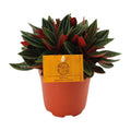 Peperomia caperata 'Rosso' Zimmerpflanze Ø11cm ↕15cm – pflegeleichte Grünpflanze für Wohnzimmer, Büro & helle Standorte kaufen – Plant