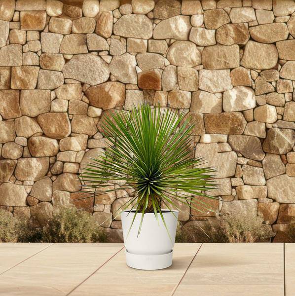 Palmlilie – Yucca Rostrata auf Stiel – ↕70cm – Ø30cm – Exotische Zimmer – & Terrassenpflanze – Pflegeleicht & robust – Plant