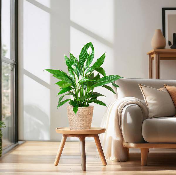 Scheidenblatt – Spathiphyllum – ↕80cm – Ø21cm inkl. Naturkorb – Zimmerpflanze mit weißen Blüten – Pflegeleicht & luftreinigend – Plant