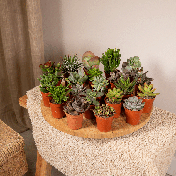 Sukkulenten Mix – Verschiedene Arten – Aloe Vera, Echeveria, Kalanchoe, Sedum – Zimmerpflanzen im Topf – Ø5,5cm – ↕7cm – Plant