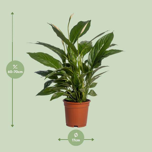 Einblatt Spathiphyllum Vivaldi – Ø17cm – ↕70cm – Pflegeleichte Friedenslilie mit weißen Blüten – Plant