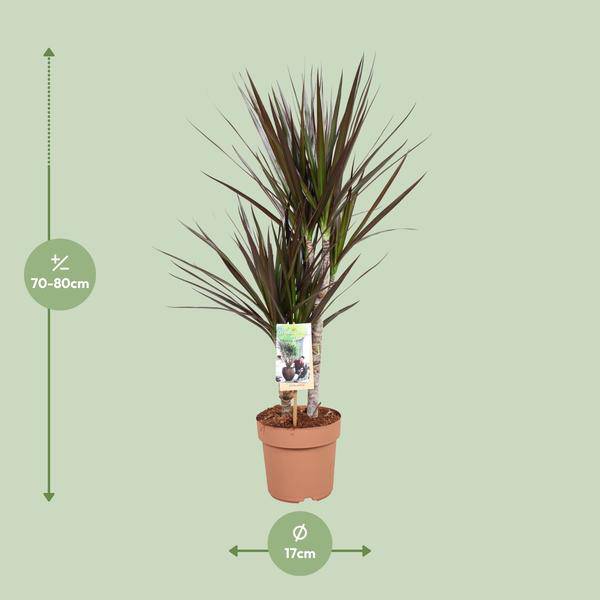 Drachenbaum Dracaena Magenta Zimmerpflanze Ø17cm ↕80cm – pflegeleichte Grünpflanze für Wohnzimmer, Büro & helle Standorte kaufen – Plant