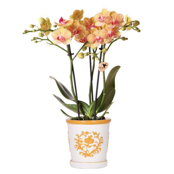 Orchidee Jamaica Orange Phalaenopsis – Zimmerpflanze mit 2-3 Rispen – inkl. Malaga Deko – Topf Orange Ø9cm – tropische Blühpflanze für Zuhause – Plant