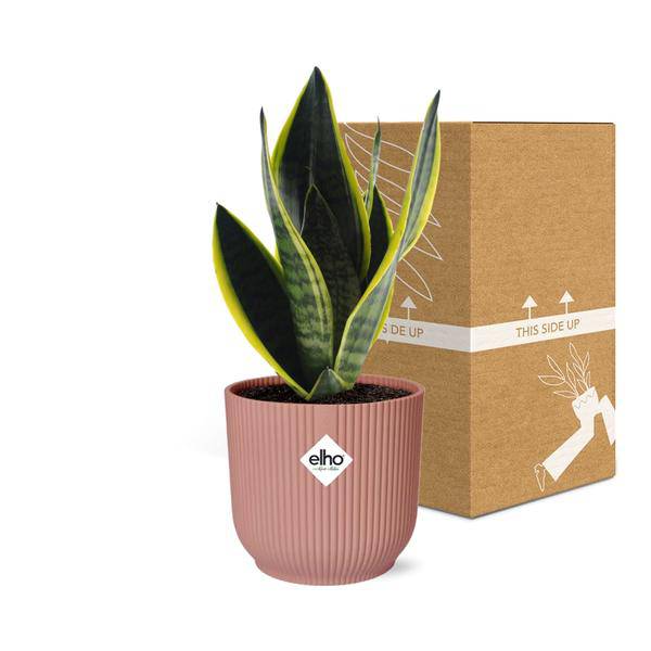 Bogenhanf Sansevieria Futura Superba – Schwiegermutterzunge Zimmerpflanze inkl. Ziertopf Vibes Fold Rosa Ø14cm – Pflegeleicht & luftreinigend