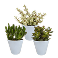 Sukkulenten Mix 3 Pflanzen Ø8,5cm – pflegeleichtes Pflanzen Set für Urban Jungle, Fensterbank, Wohnzimmer & Büro – Plant
