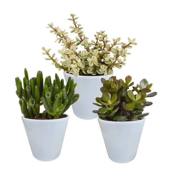 Sukkulenten Mix 3 Pflanzen Ø8,5cm – pflegeleichtes Pflanzen Set für Urban Jungle, Fensterbank, Wohnzimmer & Büro – Plant