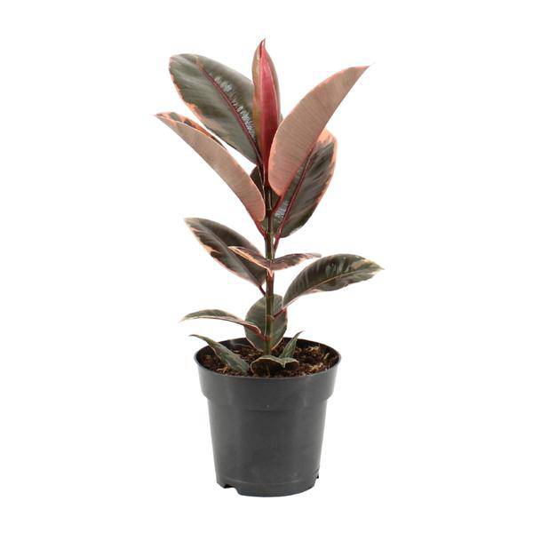 Gummibaum – Ficus Elastica Belize – Ø17cm – ↕55cm – Elegante Zimmerpflanze mit dekorativem Blattwerk – Pflegeleicht & luftreinigend – Plant