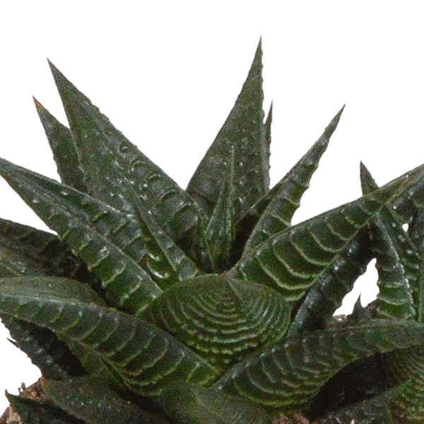 Sukkulenten Mix Gasteria & Haworthia – 3 Pflanzen – Ø8,5cm Zimmerpflanzen im weißen Topf – Verschiedene Mini – Sukkulenten – Plant