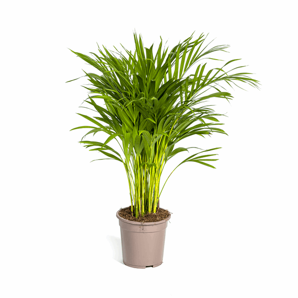 Dypsis Areca Lutescens – Goldfruchtpalme – Zimmerpflanze Ø19cm ↕80-100cm – Federartige Blätter – Tropisches Flair – Pflegeleicht – Plant