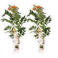 Klettertrompete Gartenpflanze Ø15cm ↕65cm – winterharte Pflanze für Garten, Balkon, Terrasse, Kübel & Beet online kaufen – Plant