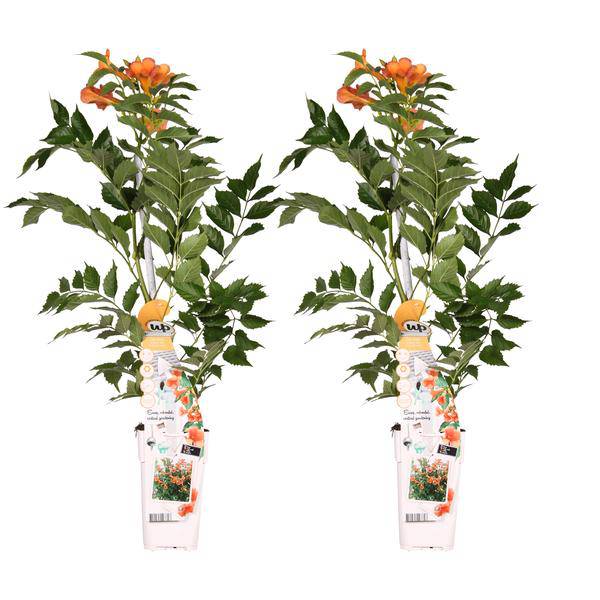 Klettertrompete Gartenpflanze Ø15cm ↕65cm – winterharte Pflanze für Garten, Balkon, Terrasse, Kübel & Beet online kaufen – Plant