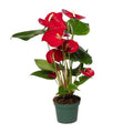 Flamingoblume (Anthurium Andreanum Grp Nevada) Zimmerpflanze Ø12cm ↕40cm – pflegeleichte Grünpflanze für Wohnzimmer, Büro & helle Standorte – Plant