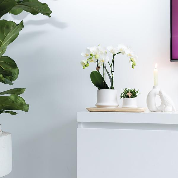 Ovales Tablett aus Bambus – 30cm – Natur – Deko für Pflanzen & Wohnaccessoires – Handlich & stilvoll – Ideal für Blumentöpfe & Pflanzensets – Plant