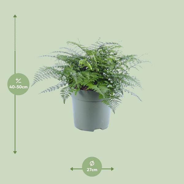 Nestfarn – Asplenium Parvati – Zimmerpflanze – Ø27cm – ↕50cm – Tropische Grünpflanze mit filigranen Wedeln – Pflegeleicht & luftreinigend – Plant
