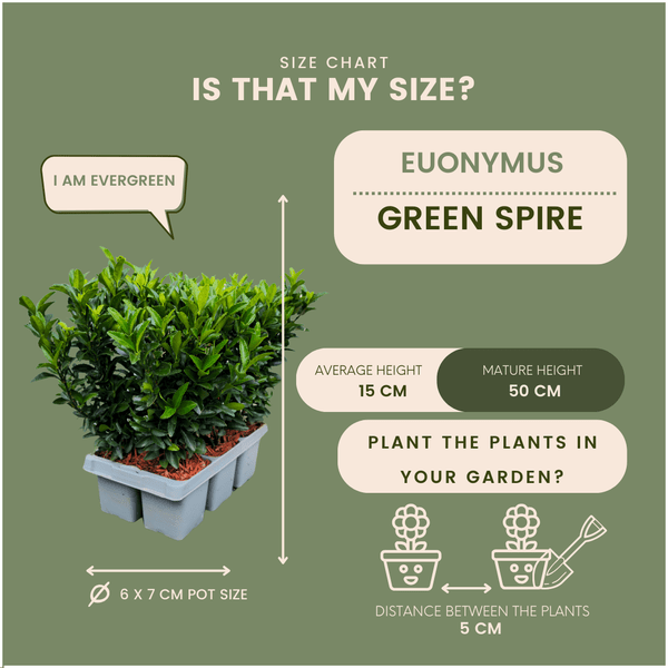 Euonymus Green Spire – Japanischer Spindelstrauch – Ø7cm – ↕15cm – Immergrün & Winterhart – Buchsbaum Ersatz für Hecke und Garten – Plant