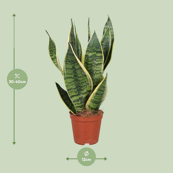 Bogenhanf Sansevieria trifasciata Futura Superba – Schwiegermutterzunge – Ø12cm – ↕40cm – pflegeleichte Zimmerpflanze mit gelb – grünem Laub – Plant
