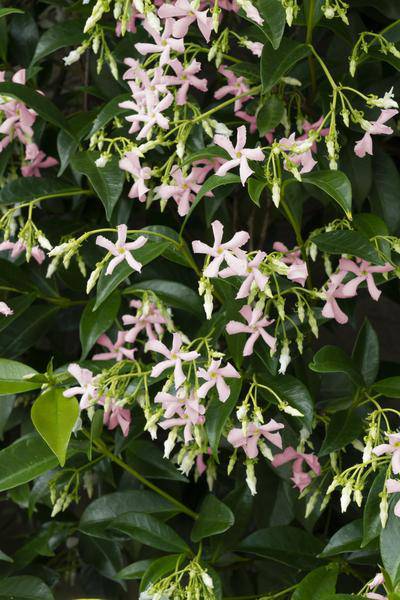 Sternjasmin Trachelospermum 'Star of Ibiza' Gartenpflanze Ø15cm ↕65cm – winterharte Pflanze für Garten, Balkon, Terrasse, Kübel & Beet online – Plant