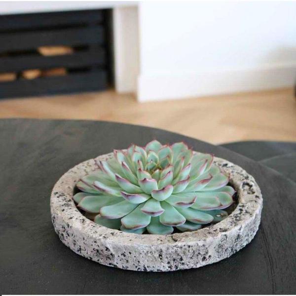 Sukkulente Echeveria pulidonis Rootless Zimmerpflanze Ø20cm – pflegeleichte Sukkulente für Wohnzimmer, Büro & helle Standorte kaufen – Plant
