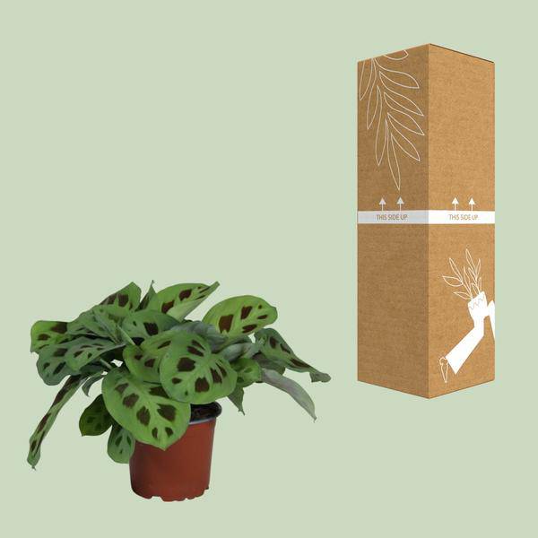 Pfeilwurz – Maranta Leuconeura Kerchoveana – Gebetspflanze – Zimmerpflanze – Ø12cm – ↕30cm – Tropische Blattschmuckpflanze – Plant