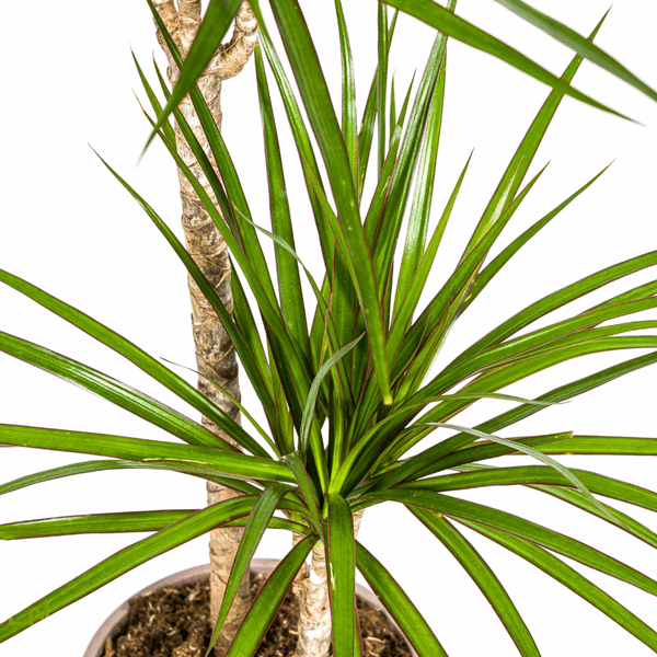 Dracaena Marginata Green – Drachenbaum – Ø19cm – ↕70-90cm – Schlanke Zimmerpflanze mit dunkelgrünen Blättern – Pflegeleicht & luftreinigend – Plant
