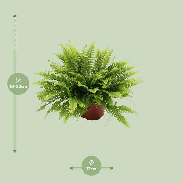 Nephrolepis Boston Green – Bostonfarn – Zimmerpflanze – Ø12cm – ↕20cm – Luftreinigende Hängepflanze für Innenräume – Plant