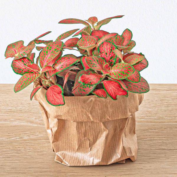 Flaschengarten Set Calathea Lancifolia – pflegeleichter Flaschengarten im Glas, Pflanzen Terrarium für Wohnzimmer & Büro – Plant