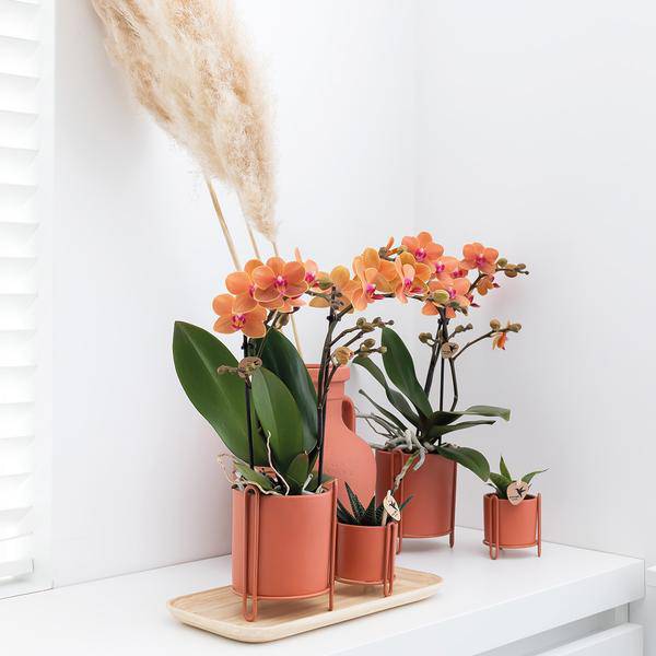 Phalaenopsis Orchidee Zimmerpflanze Ø9cm – blühende Orchidee für Wohnzimmer, Büro & helle Standorte kaufen – Plant