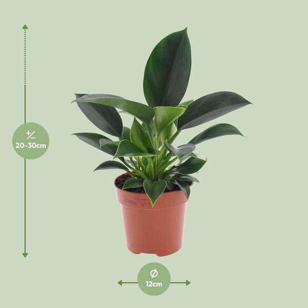 Philodendron Green Princess – Ø12cm – ↕25cm – Pflegeleichte Zimmerpflanze mit glänzenden Blättern – Plant