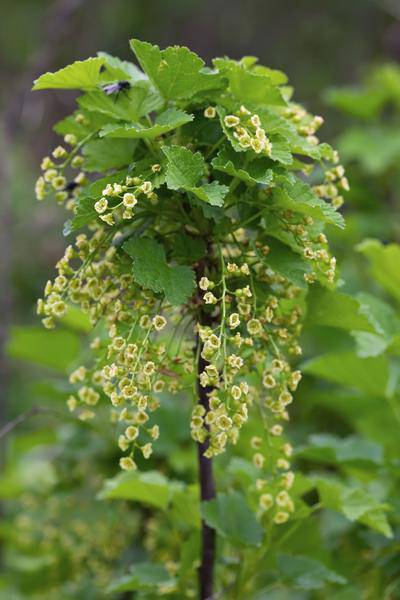 Rote Bio Johannisbeere – Ribes rubrum ‘Jonkheer van Tets’ – Ø13cm – ca. 45cm hoch – Frühe Sorte mit hohem Ertrag – Saure & frische Beeren – winterharte Beerenpflanze – Plant