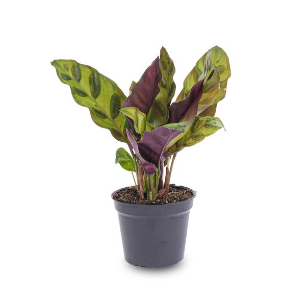 Pfauenpflanze Calathea Lancifolia Zimmerpflanze Ø6cm – pflegeleichte Grünpflanze für Wohnzimmer, Büro & helle Standorte kaufen – Plant