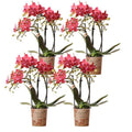 Phalaenopsis Orchideen Kongo Rot – 4 Orchideen – ca. 30-35cm hoch – Ø9cm – rote Mini – Orchideen – Zimmerpflanze für Tisch & Fensterbank – Plant