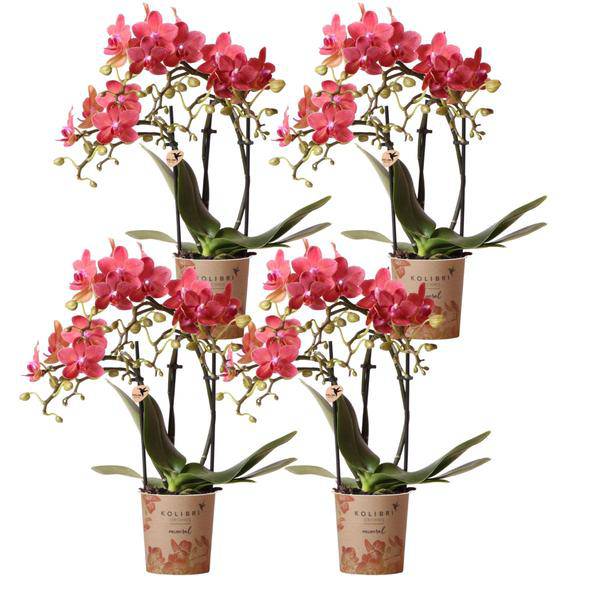 Phalaenopsis Orchideen Kongo Rot – 4 Orchideen – ca. 30-35cm hoch – Ø9cm – rote Mini – Orchideen – Zimmerpflanze für Tisch & Fensterbank – Plant