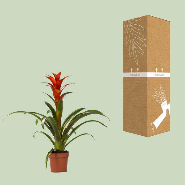 Bromelie Guzmania Ostara Zimmerpflanze Ø12cm ↕45cm – pflegeleichte Grünpflanze für Wohnzimmer, Büro & helle Standorte kaufen – Plant