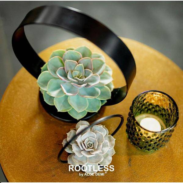 Sukkulente Echeveria pulidonis ROOTLESS Zimmerpflanze Ø20cm – pflegeleichte Sukkulente für Wohnzimmer, Büro & helle Standorte kaufen – Plant