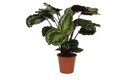 Calathea Medaillon – Korbmarante – Zimmerpflanze mit dekorativen Blättern – Ø19cm – Höhe ca. 80cm – Luftreinigende tropische Pflanze – Plant